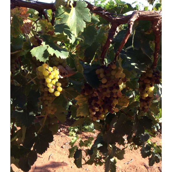 Muscat a petits grand blanc 1 Field