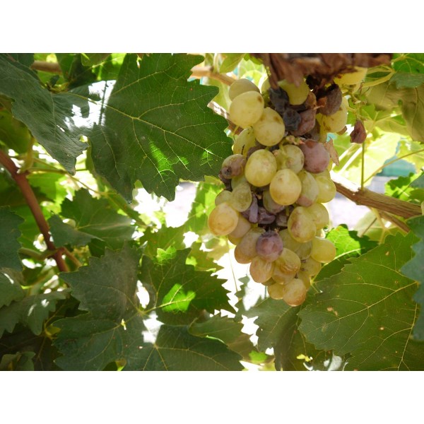 Emerald Seedless 1 Field