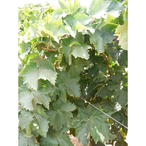 Emerald Seedless 2 Field