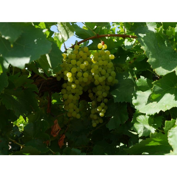 Diamond Muscat Field 1