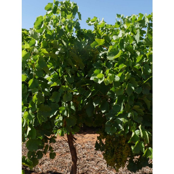 Diamond Muscat Field 2