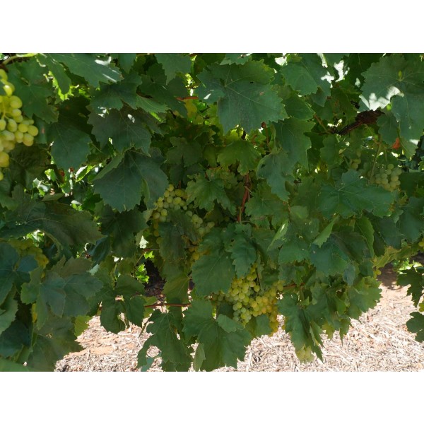 Dawn Seedless Field 1