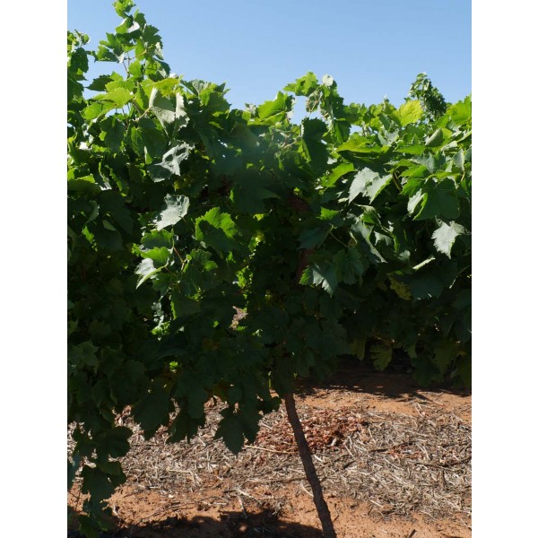 Dawn Seedless Field 2