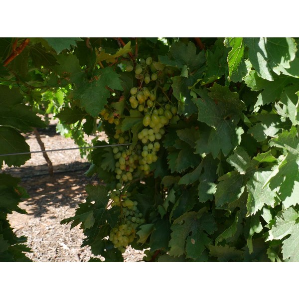 Centennial Seedless Field 1