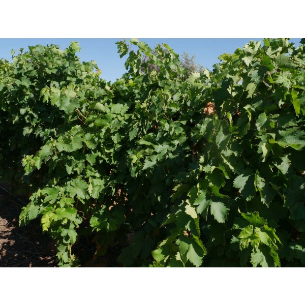 Centennial Seedless Field 2