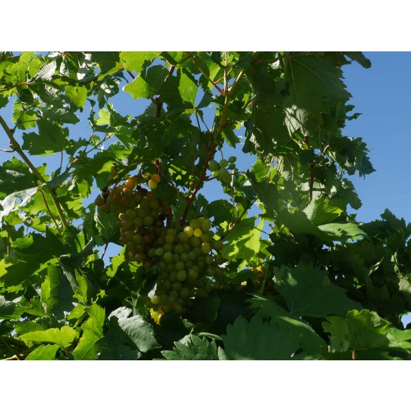 Seedless Muscat Field 1