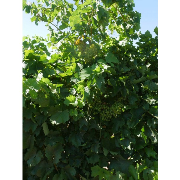Seedless Muscat Field 2