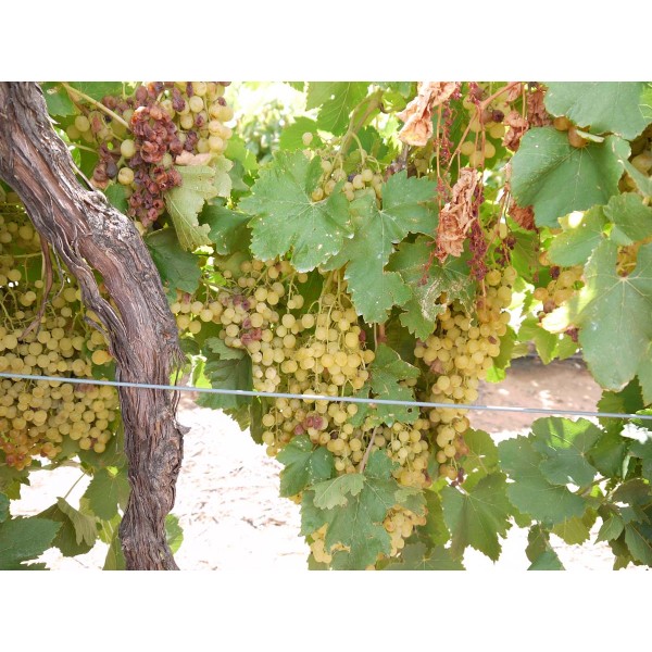 Muscat Seedless 1 Field