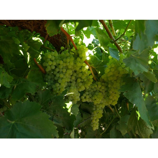 Merbein Seedless Field 1 1