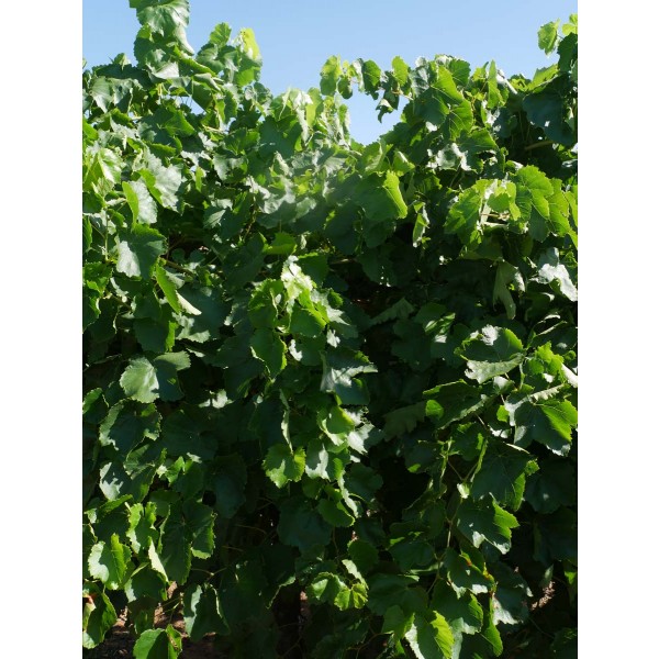 Merbein Seedless Field 1 2