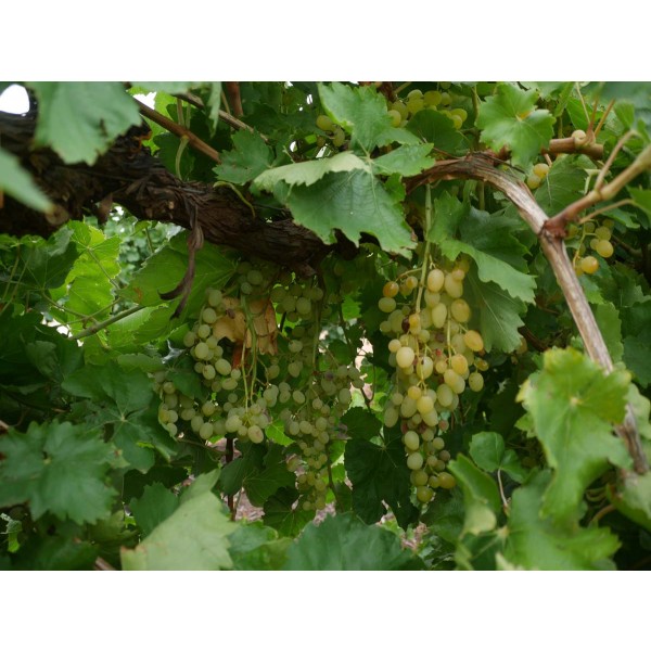 Manik Chaman Field 1