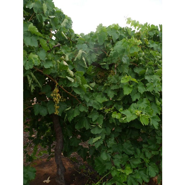 Manik Chaman Field 2