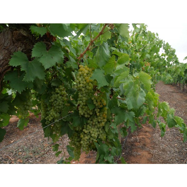 Malta Seedless Field 1