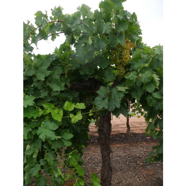 Malta Seedless Field 2