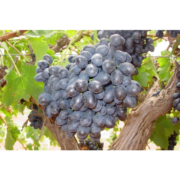 Magic Seedless TM M 13 01 2 Studio Field