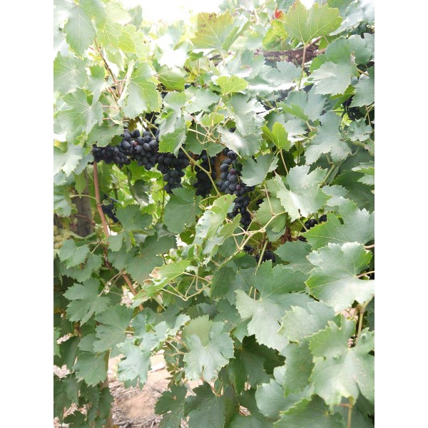 Magic Seedless TM M13 01 1 Field