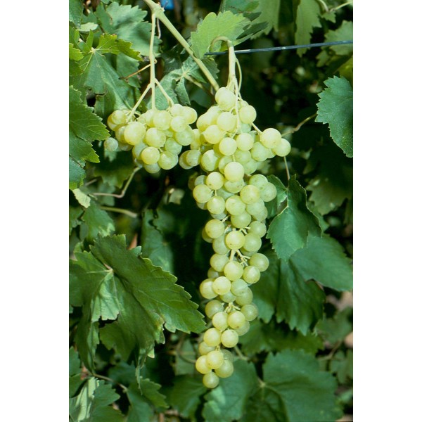 Sunmuscat Studio Field