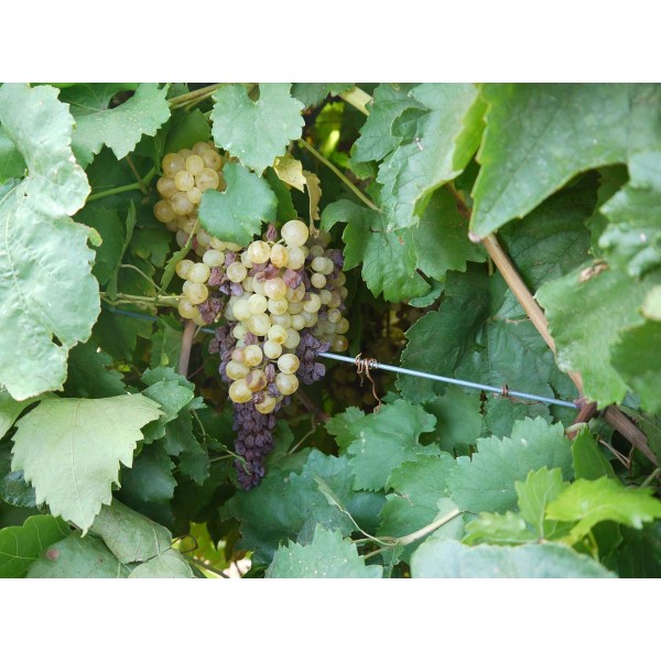 Fresno Seedless 1 Field