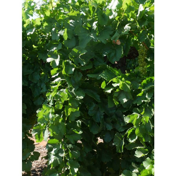 Summer Muscat Field 2