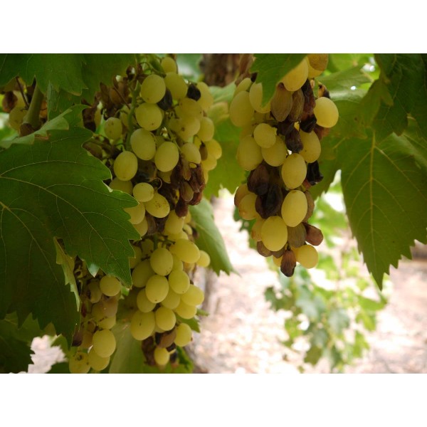 Sultana Moschata 1 Field