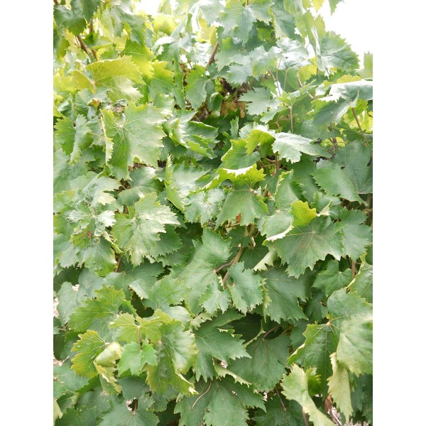 Sultana Moschata 2 Field