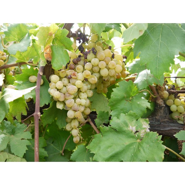 Mystic Seedless TM M 44 14 1 Field