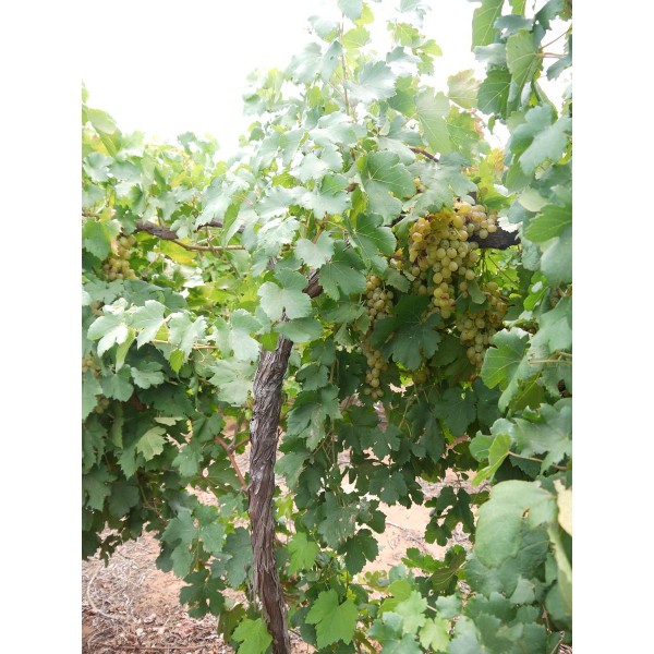 Mystic Seedless TM M 44 14 2 Field