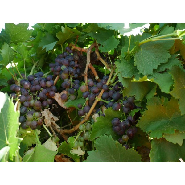 Marroo Seedless Field 1 1