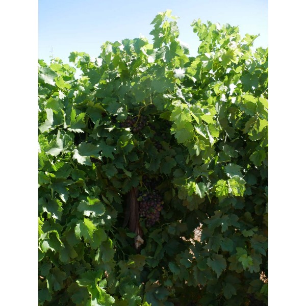 Marroo Seedless Field 1 2