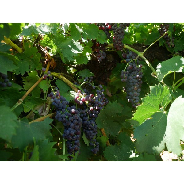 Grants Currant Field 1