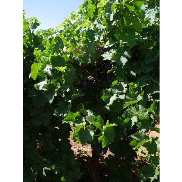 Grants Currant Field 2