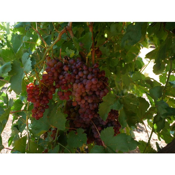 Flame Seedless Field 1