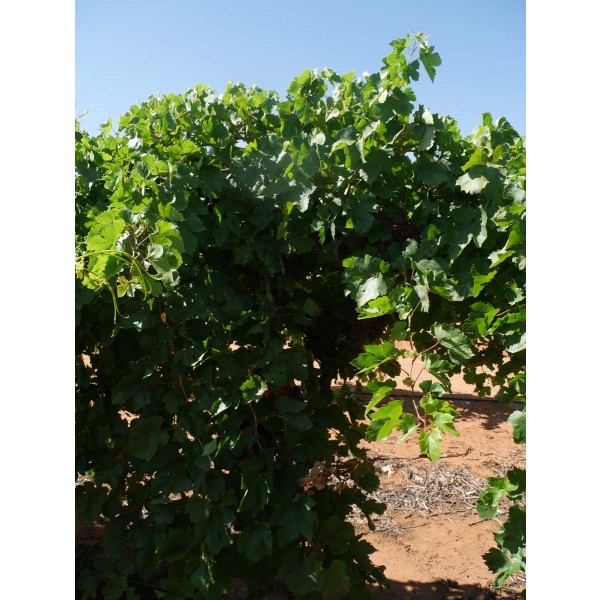 Flame Seedless Field 2