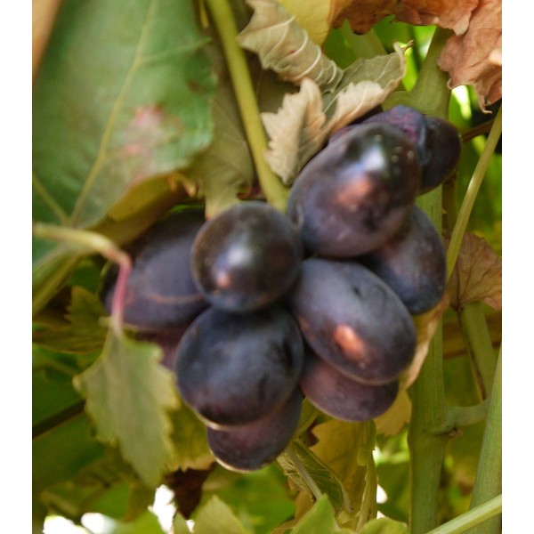 Fantasy Seedless 1 Field