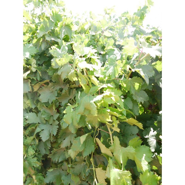 Fantasy Seedless 2 Field