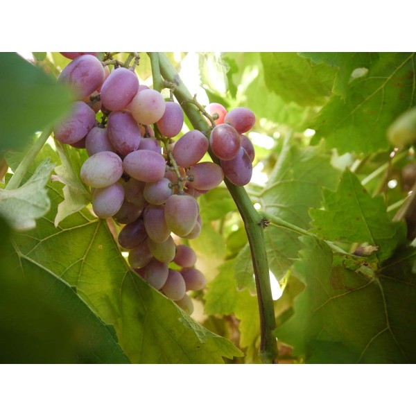 Crimson Seedless 1 Field