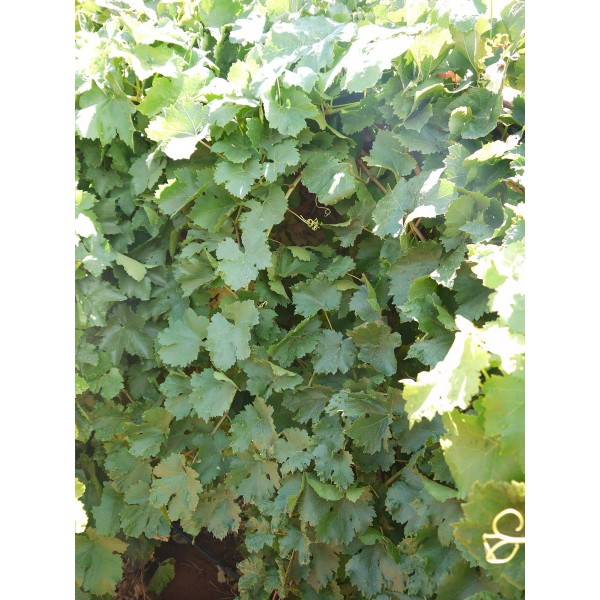 Crimson Seedless 2 Field