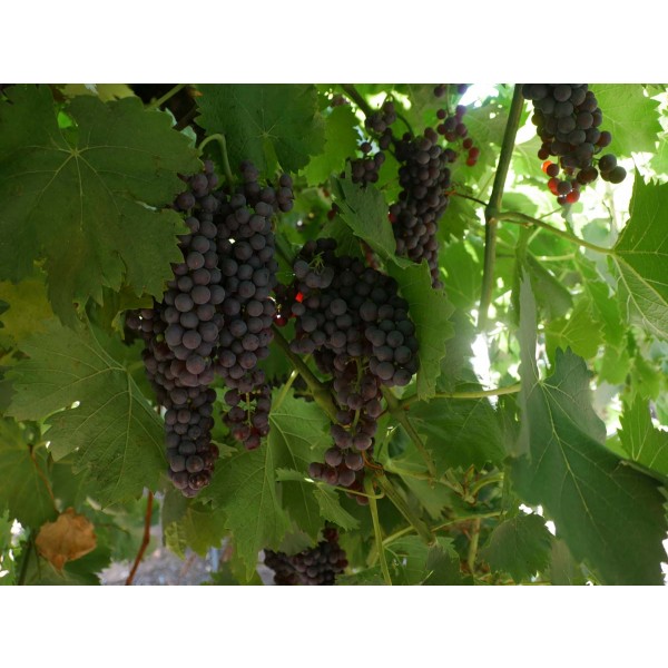 Cape Currant Field 1