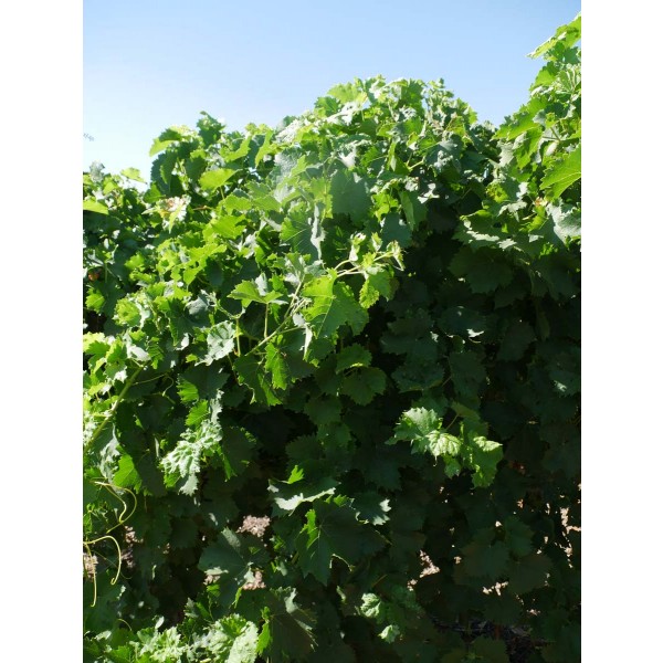 Cape Currant Field 2