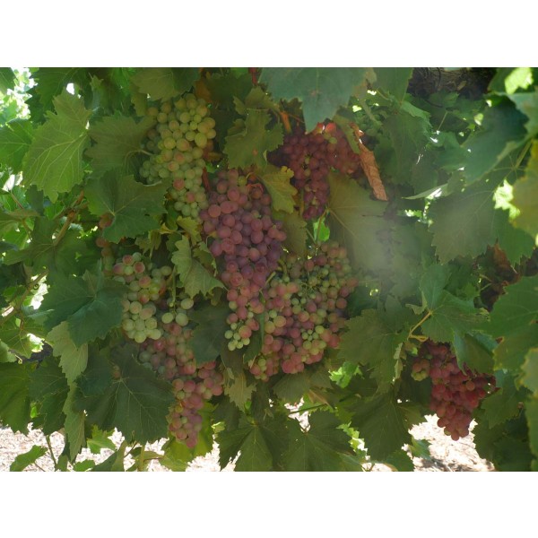 Blush Seedless Field 1