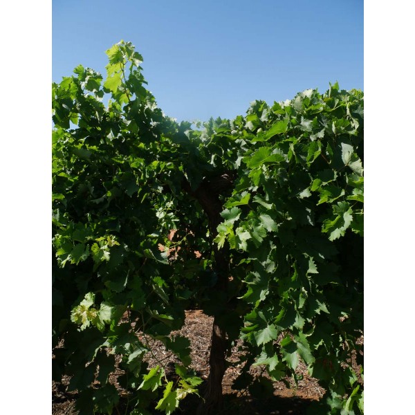 Blush Seedless Field 2