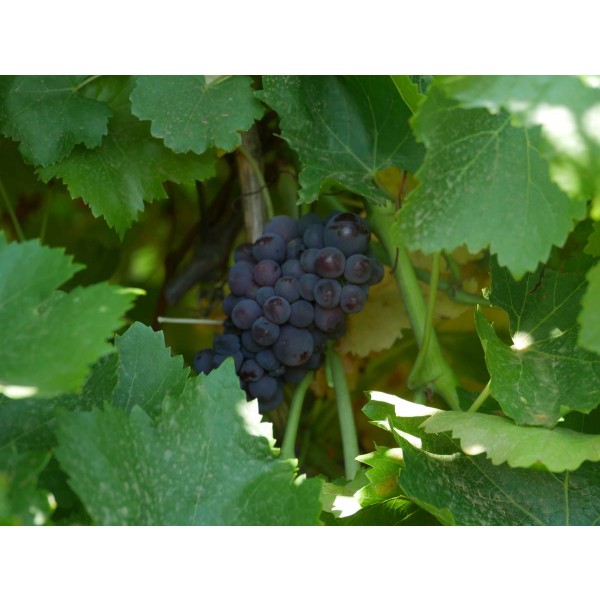 Black Sultana Field 1