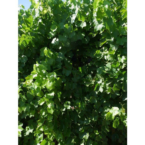 Black Sultana Field 2