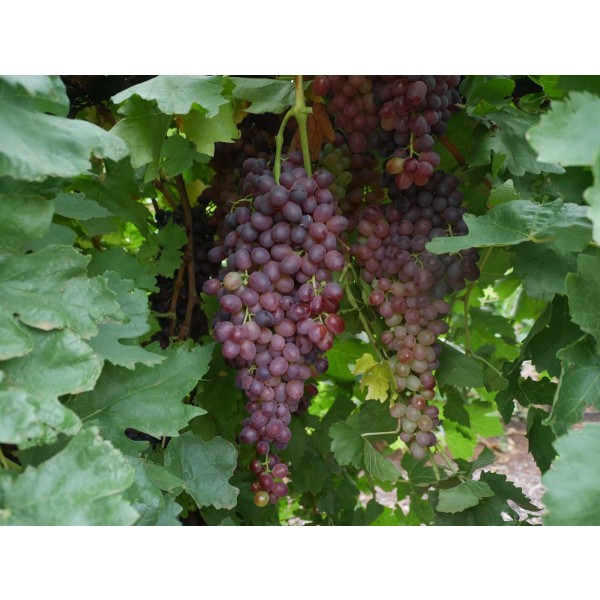 Black Monukka Field 1