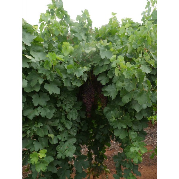 Black Monukka Field 2