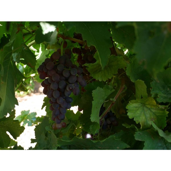 Black Chilean Field 1