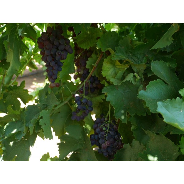 Black Chilean Field 2