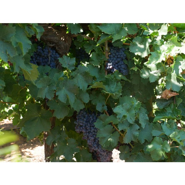 Beauty Seedless Field 1