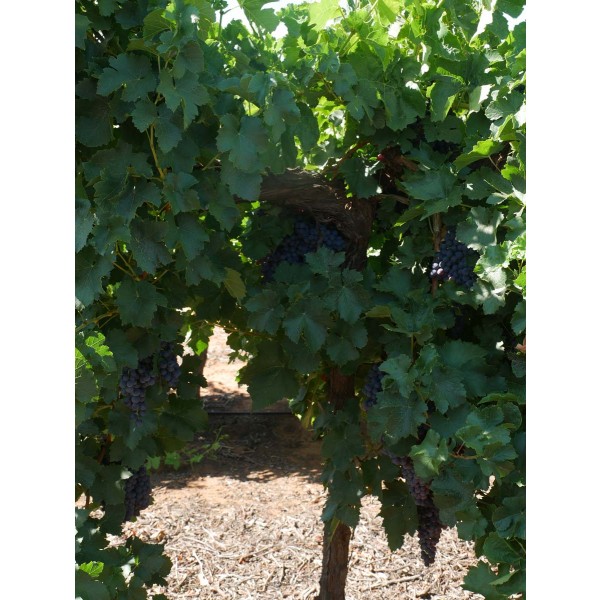 Beauty Seedless Field 2