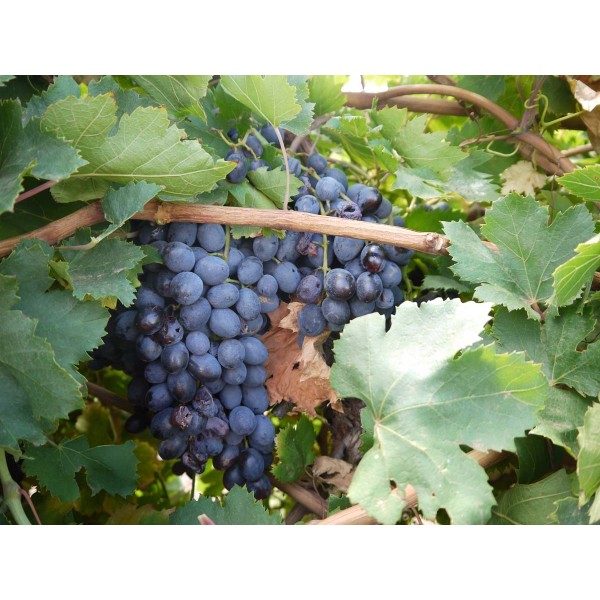 Autumn Royal 1 Field